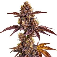 Gorilla Sherbet, Фасовка: 3+1
